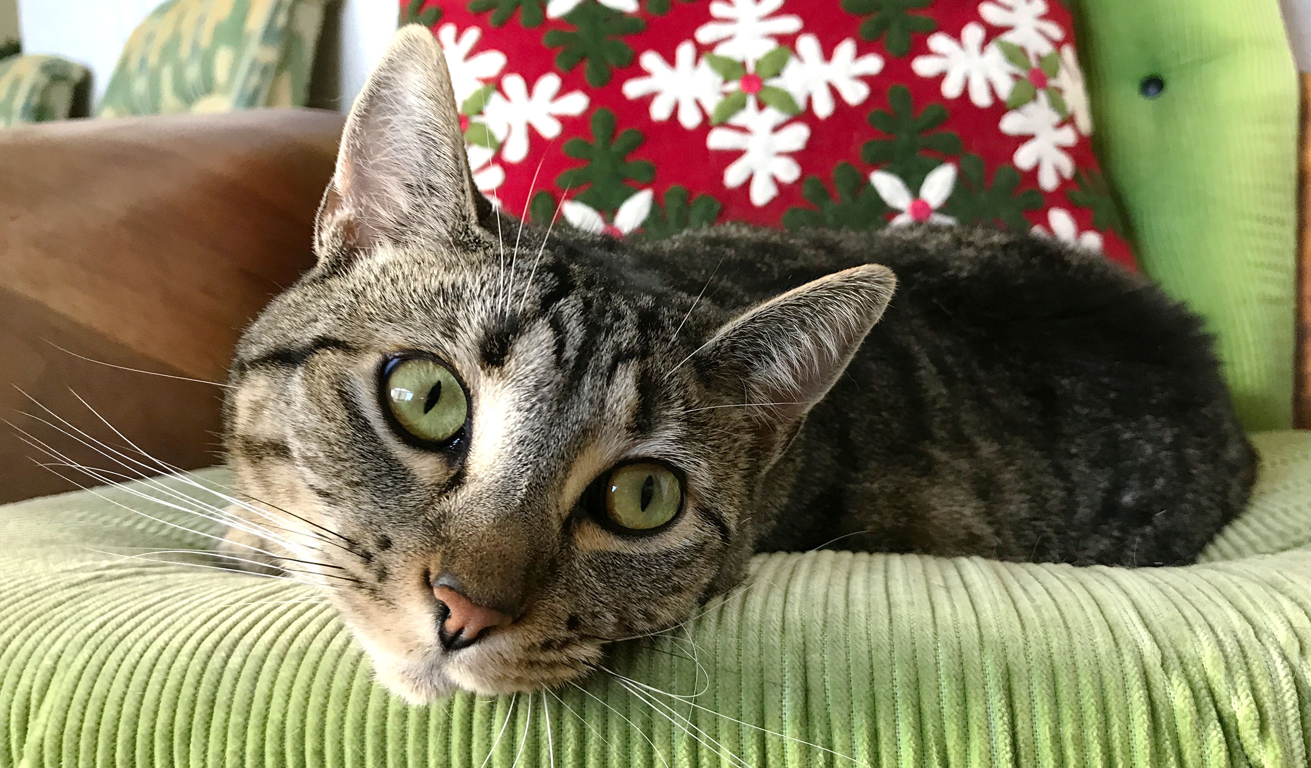 cat photo - Willett