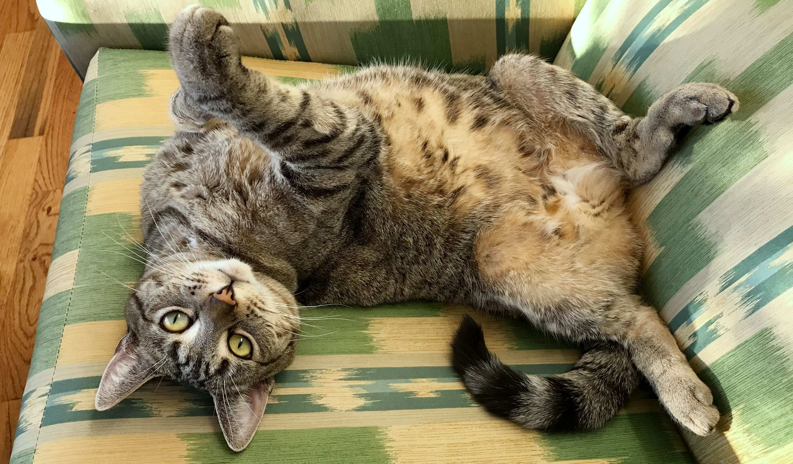 cat photo - Willett