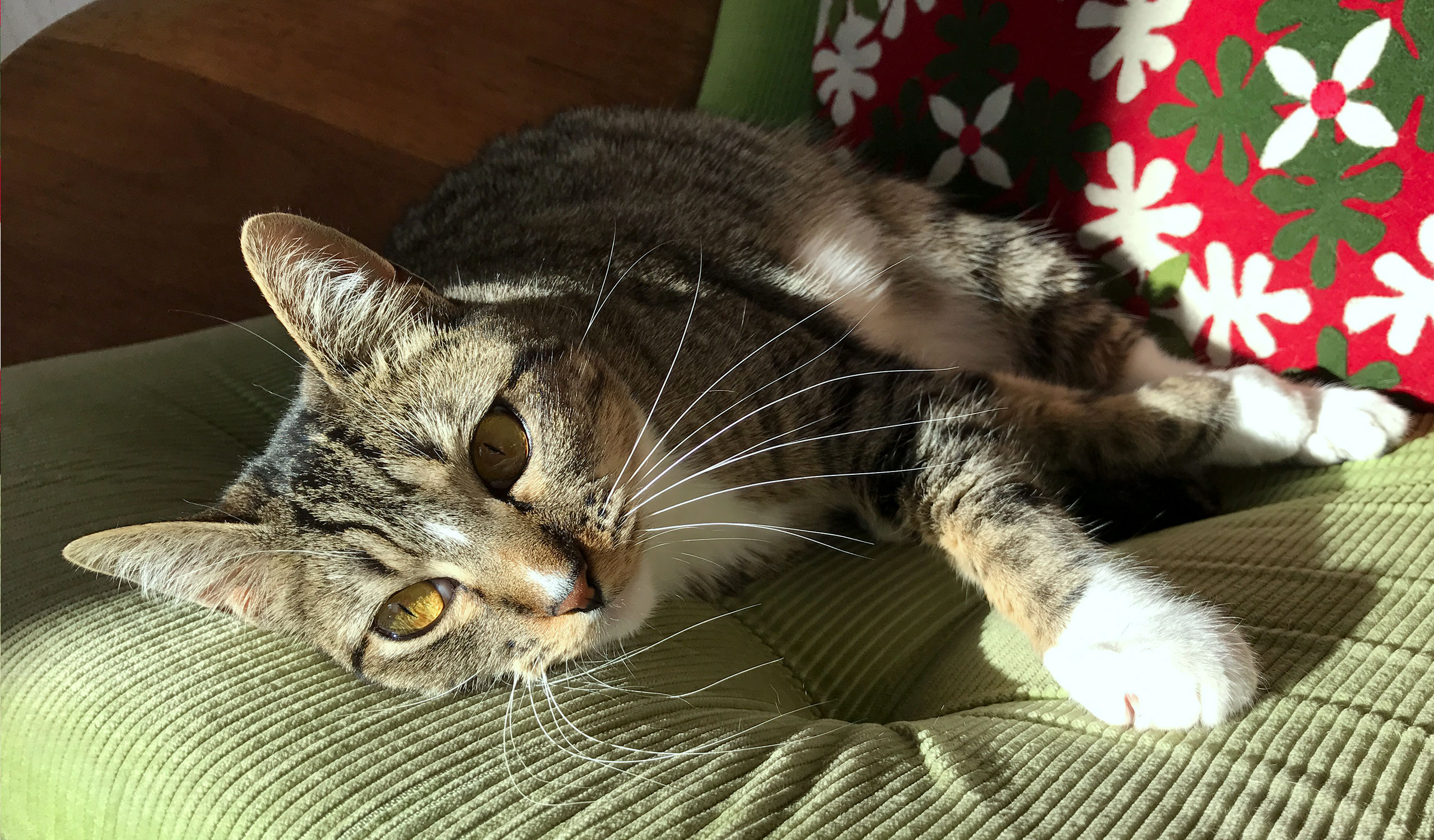 cat photo - Larue