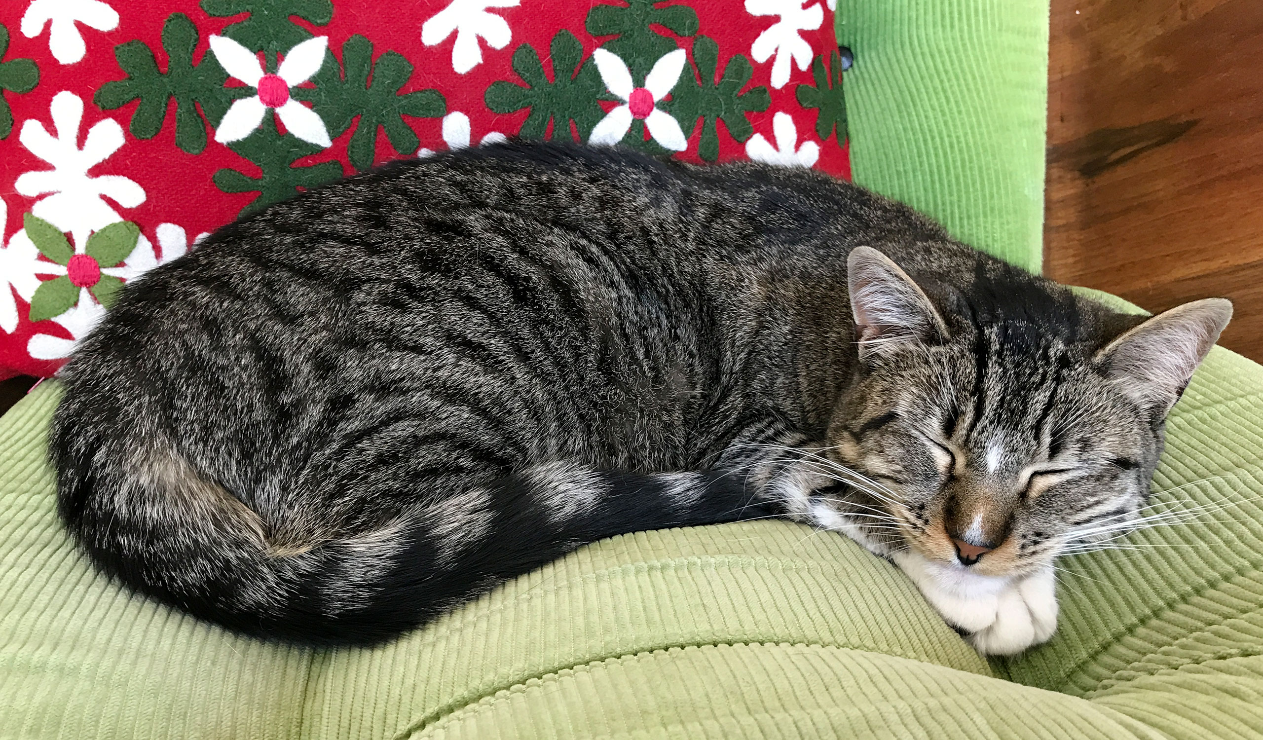 cat photo - Larue
