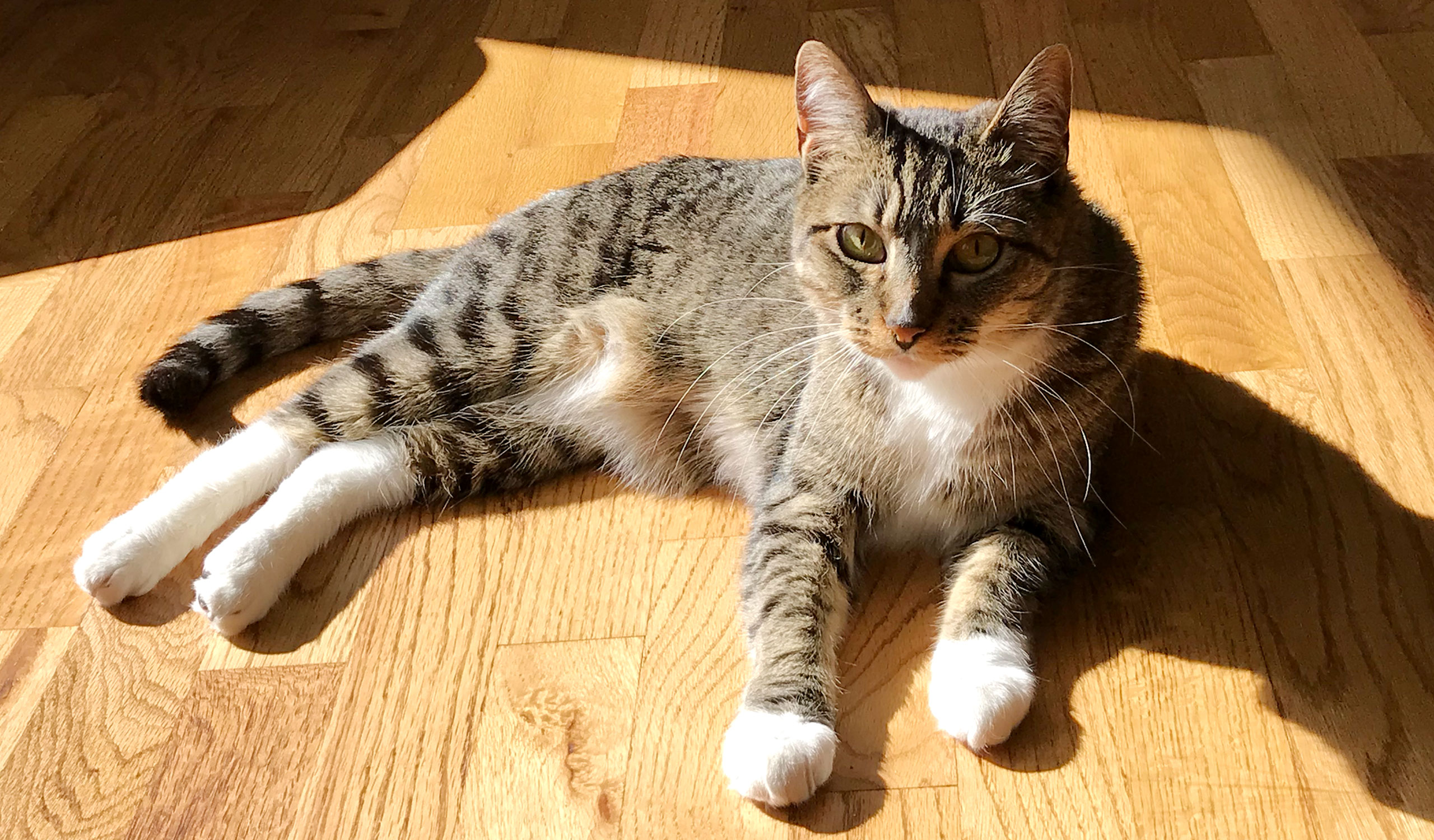 cat photo - Larue